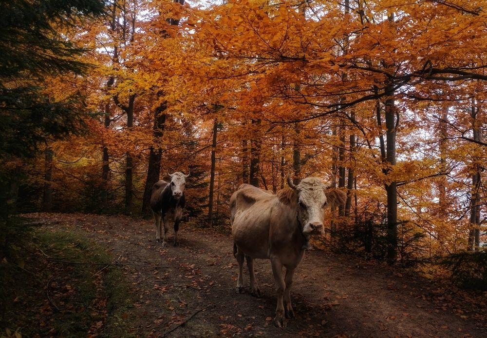 Неожиданная встреча в горах.