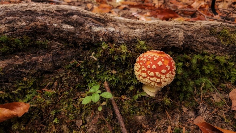 (Не) Бери Грибы