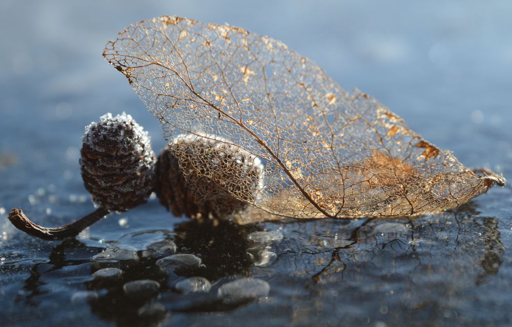 приморозило осень