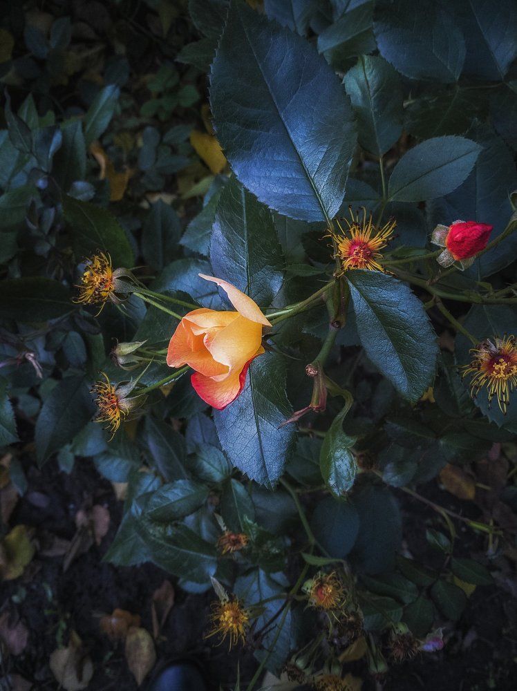 Последние цветы осени