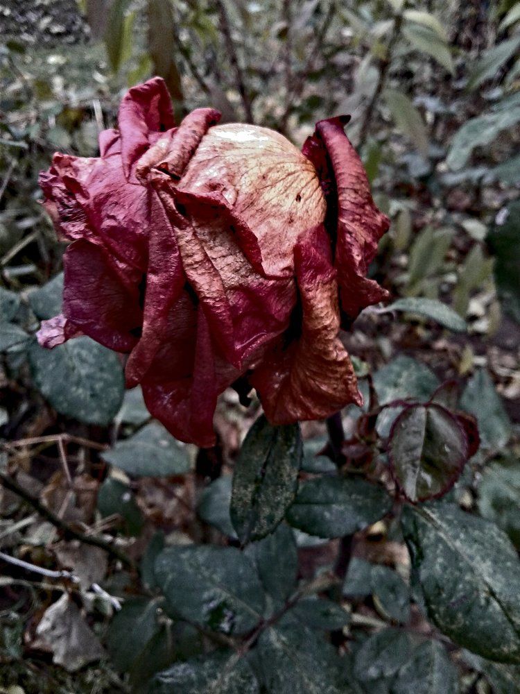 Умирание цвета