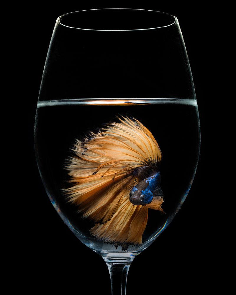 Betta glass