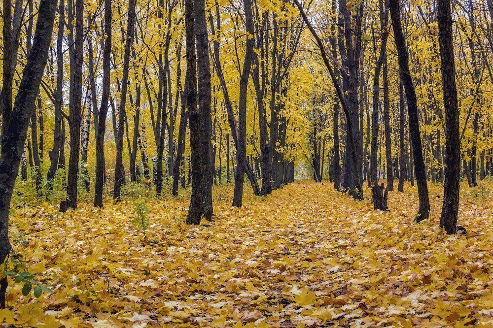 По красочной аллее..