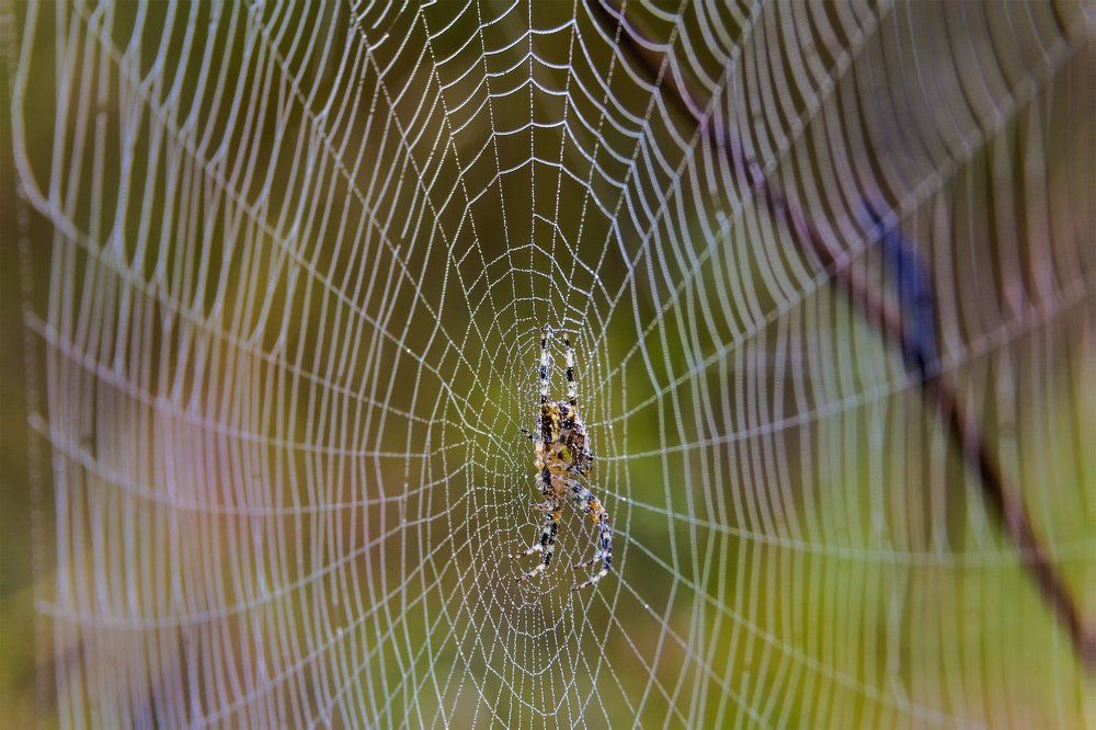 В каплях утренней росы...