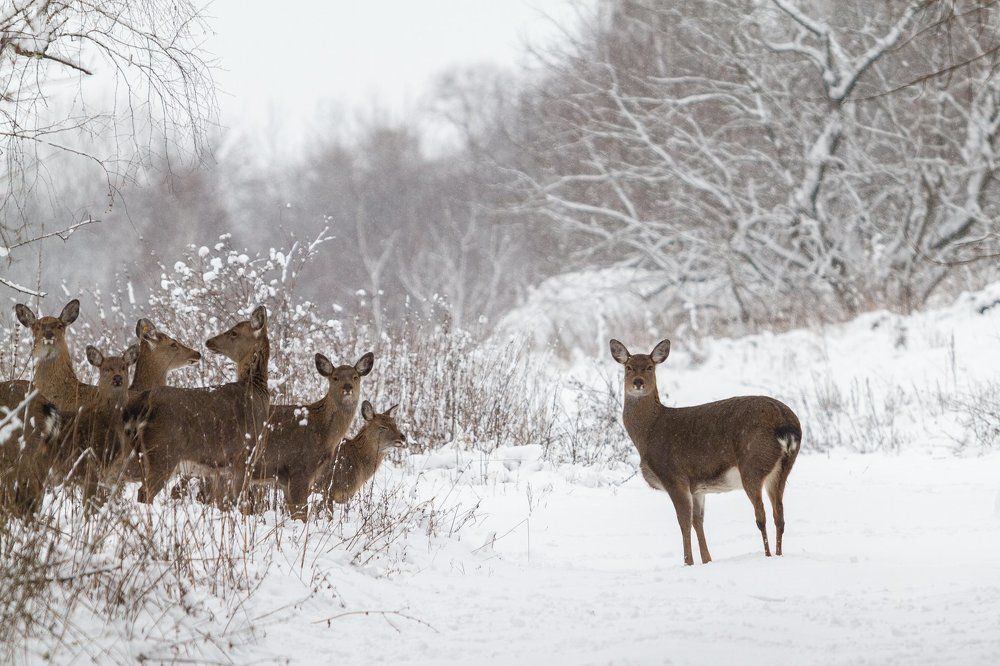 Photograph by Барабанов Алексей