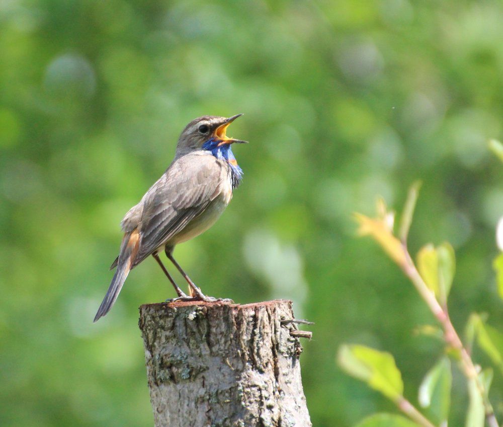 Весенние песни