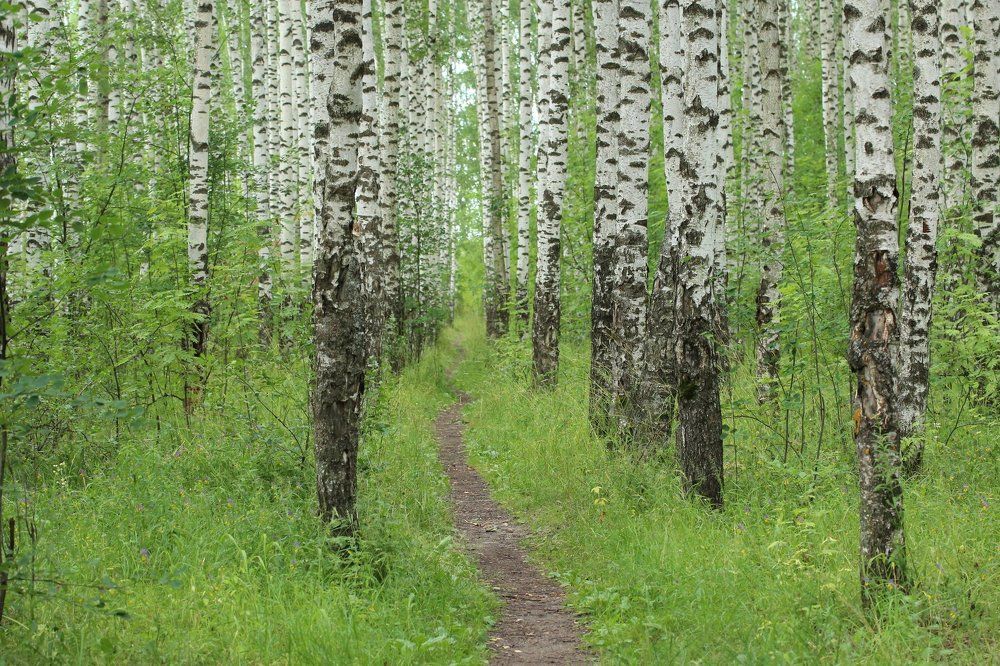 Березовая роща