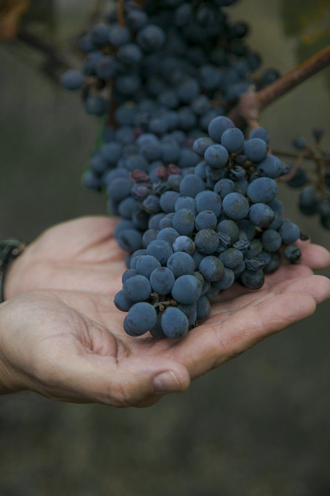 Сбор урожая