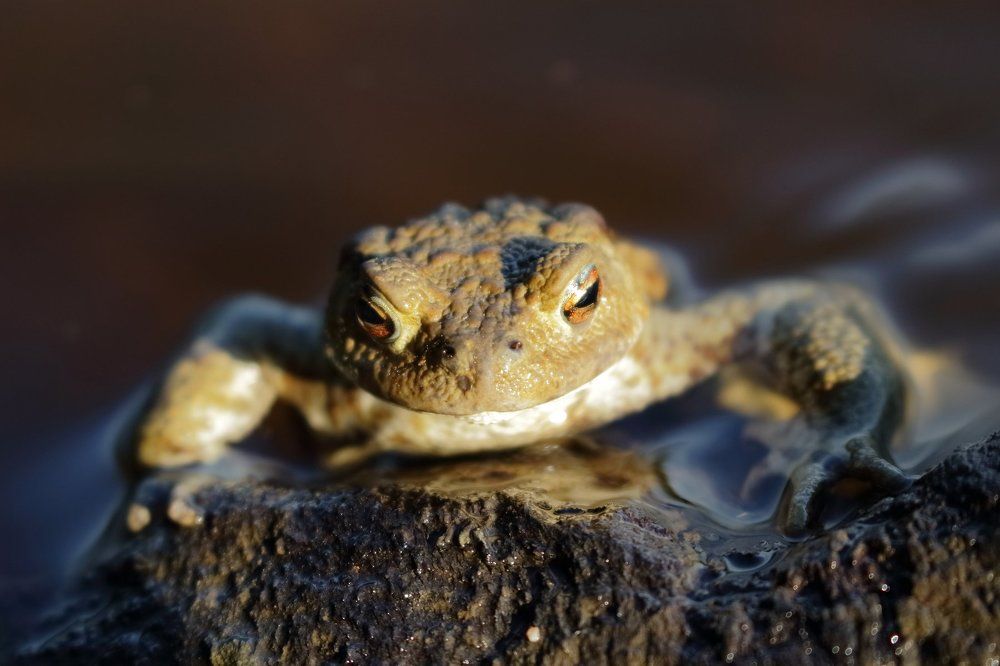 Жаба, жаба.....Красавица!