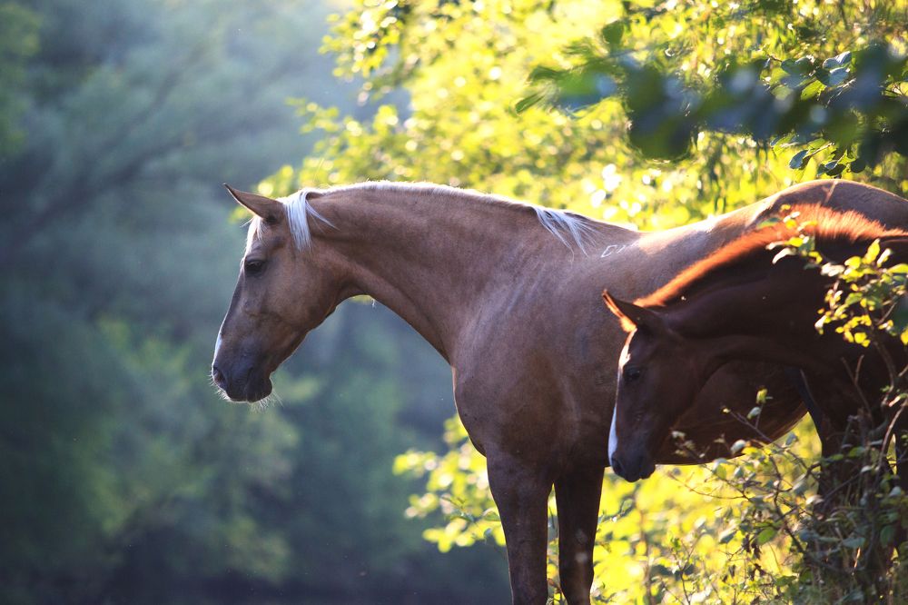 Золотая сказка