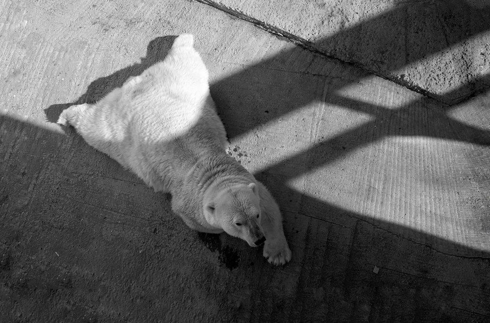 Большая Медведица