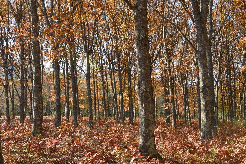 Буковая роща