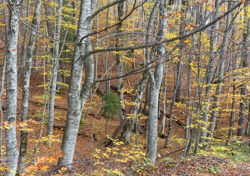 Фотография автора Медведев Сергей