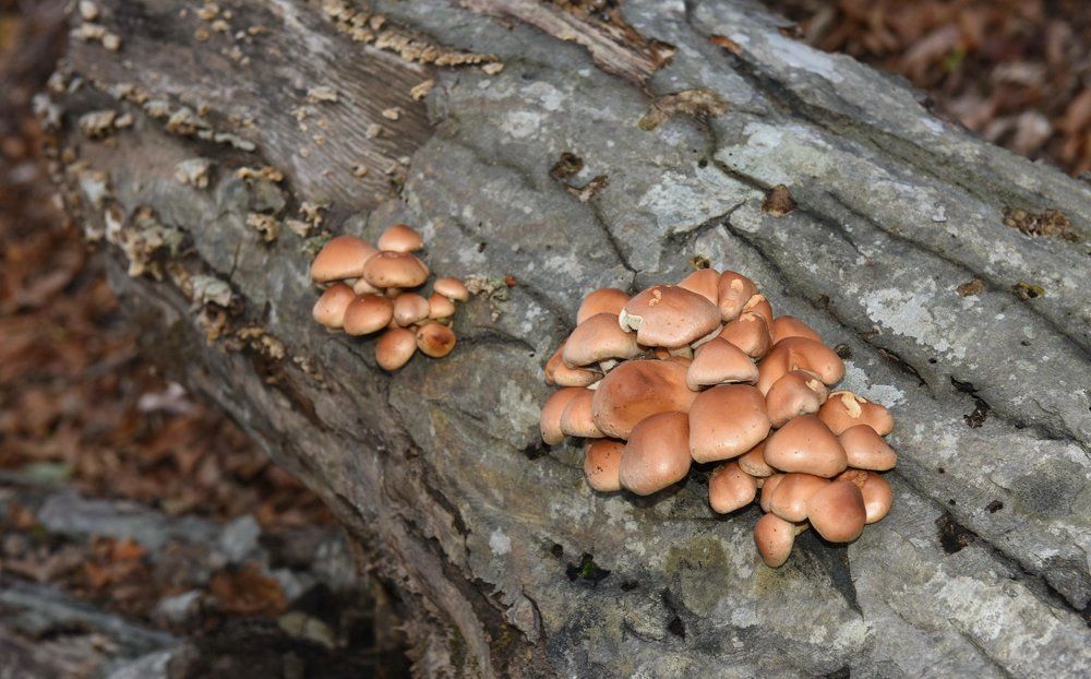 Грибная пора