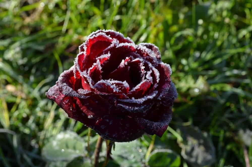 Утренние заморозки