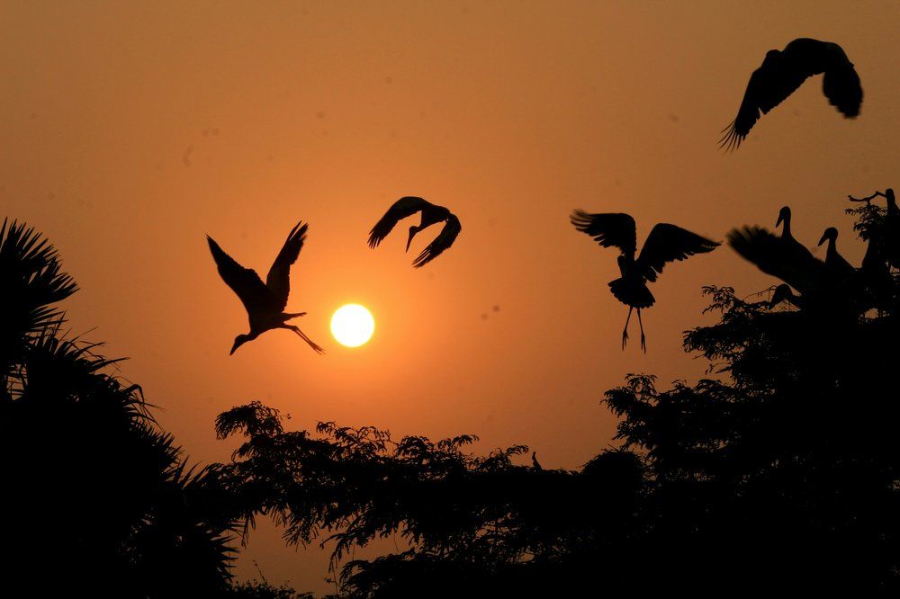 Sunset in s Stork-city