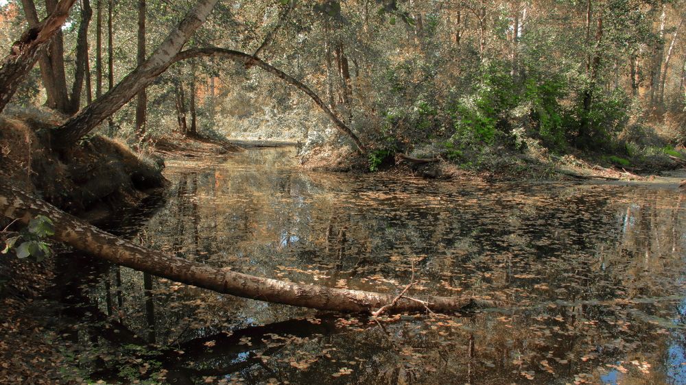 Речной омут