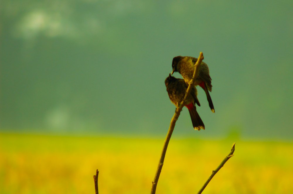 Live together or Die Together