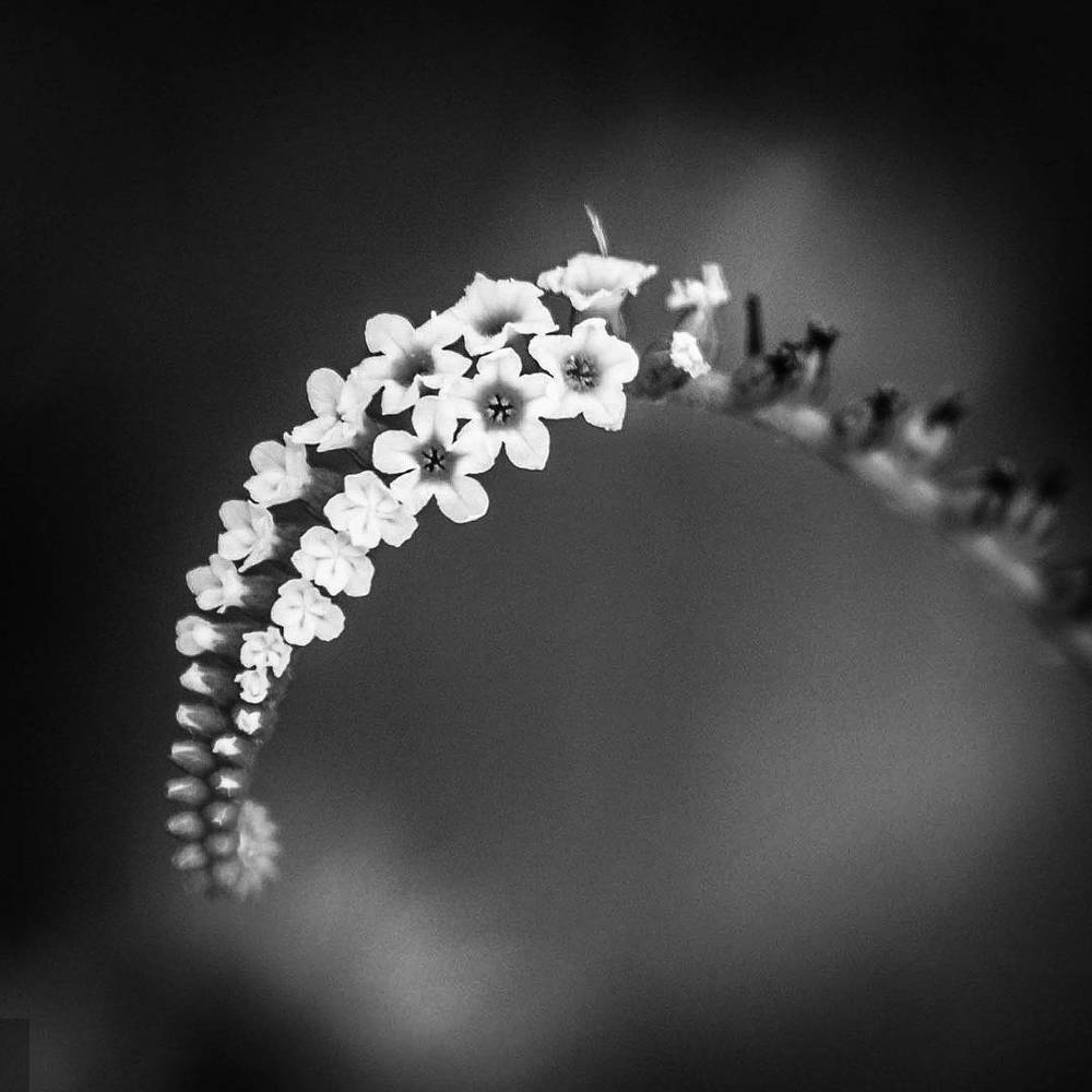 peaceful in black and white