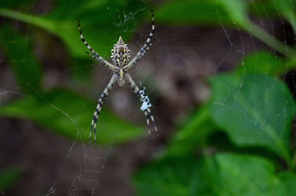 Argiope bruennichi