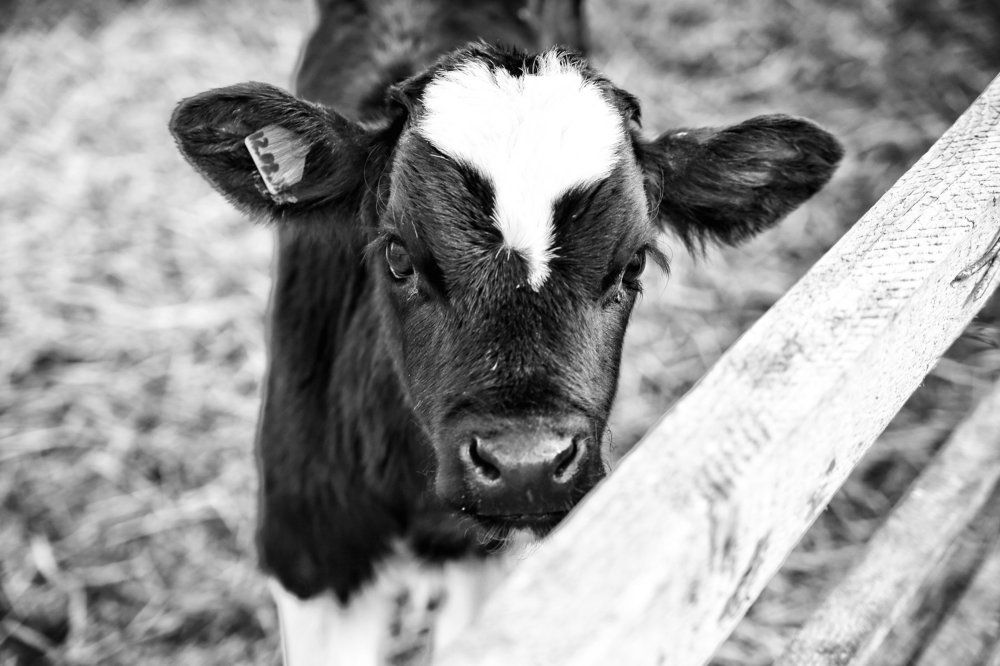 Двухдневный теленок