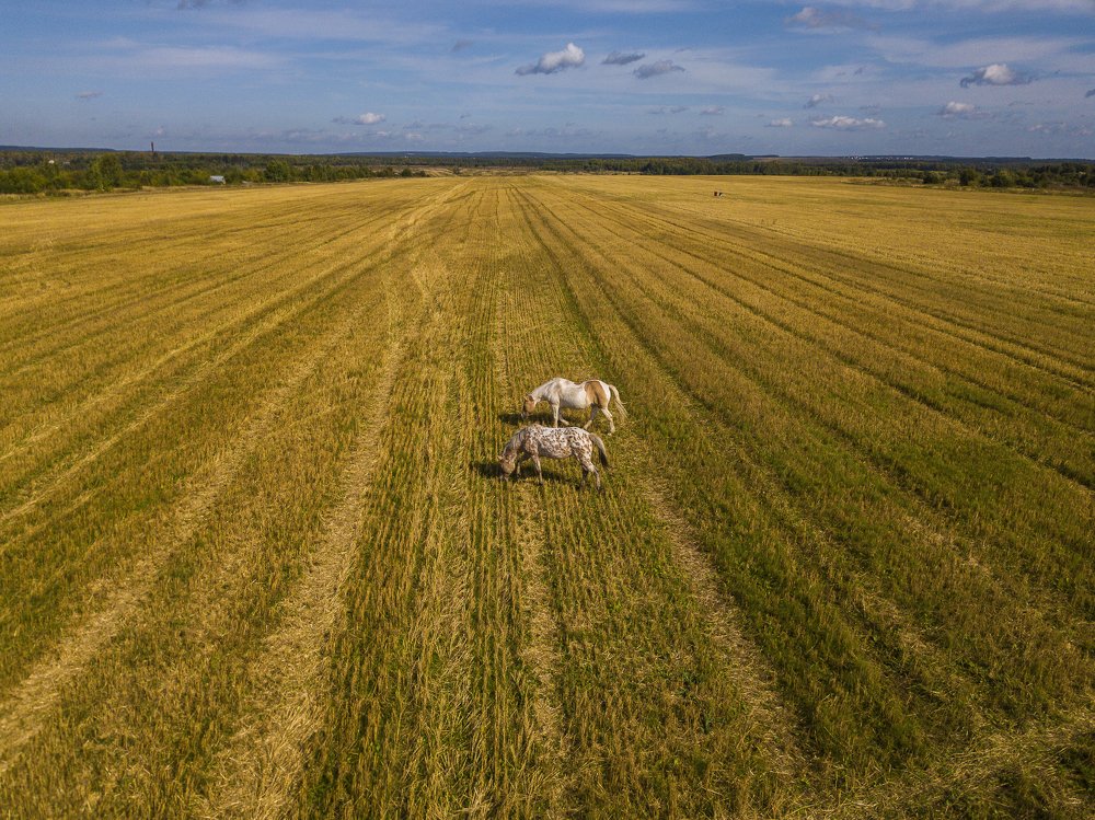 Русское поле