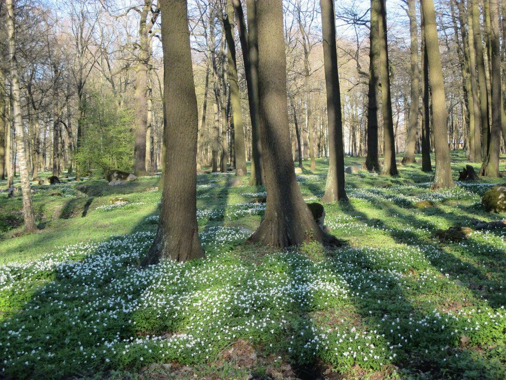 Весенний парк