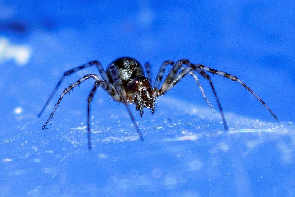 Крестовик на паутинке