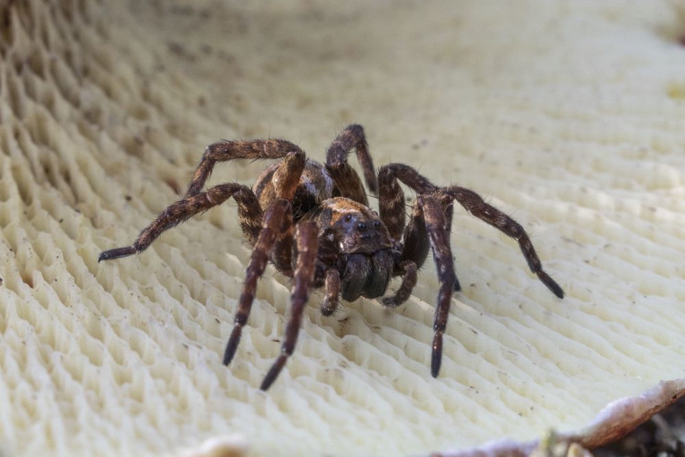 Паучок на грибе...