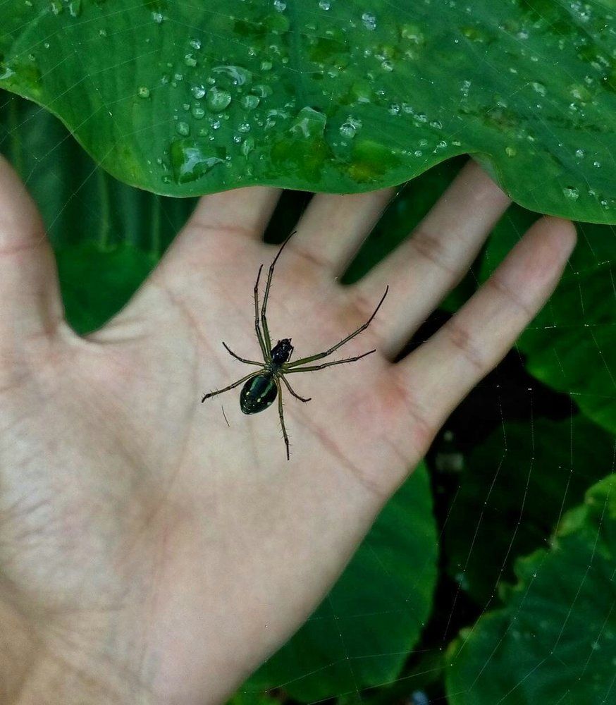 Raining outside,beware of spiders