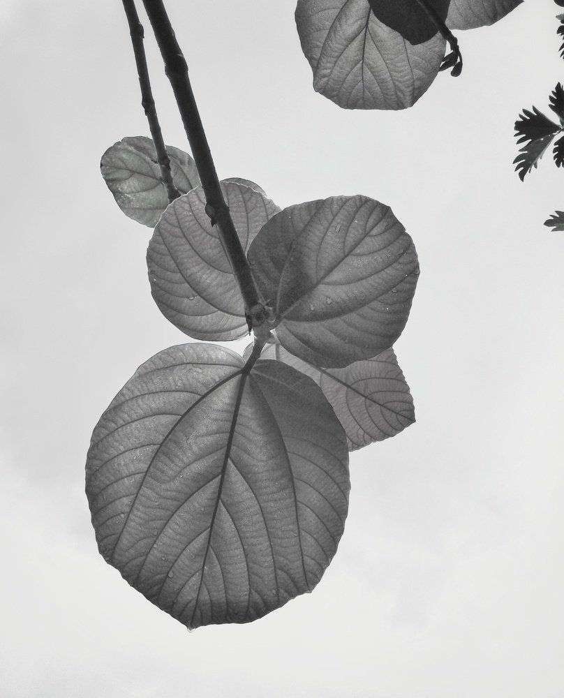 Naturaleza