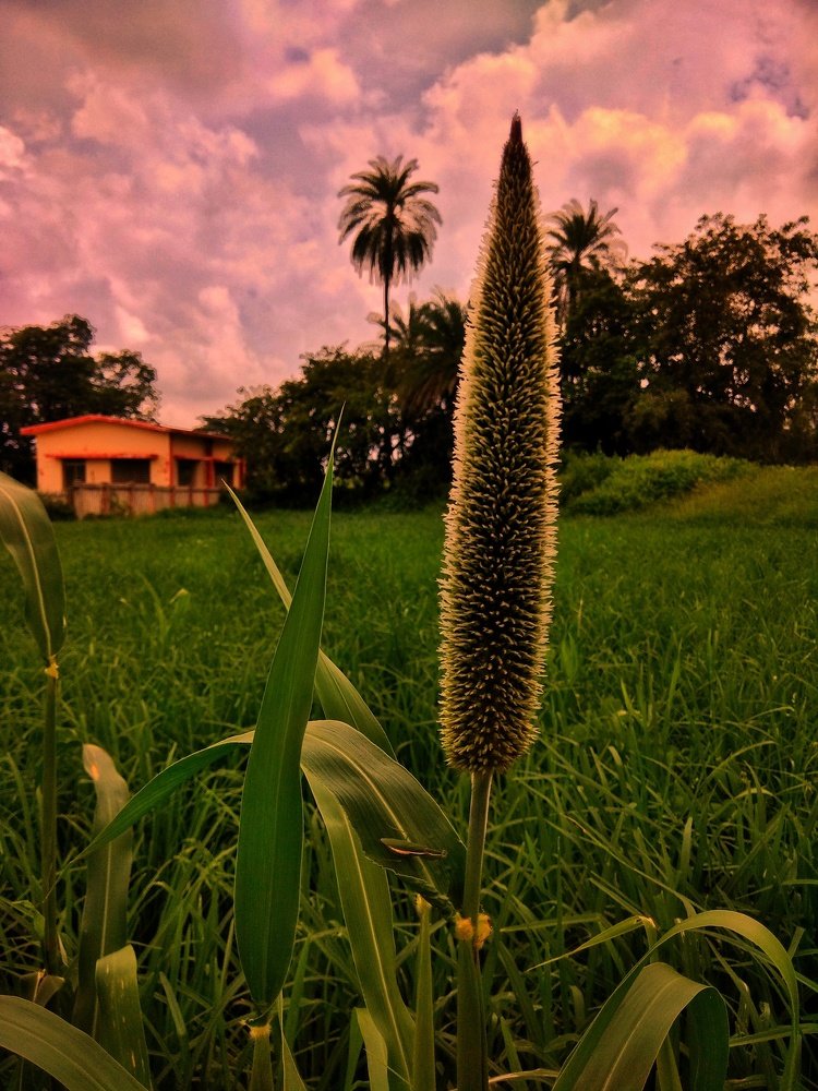 Naturaleza