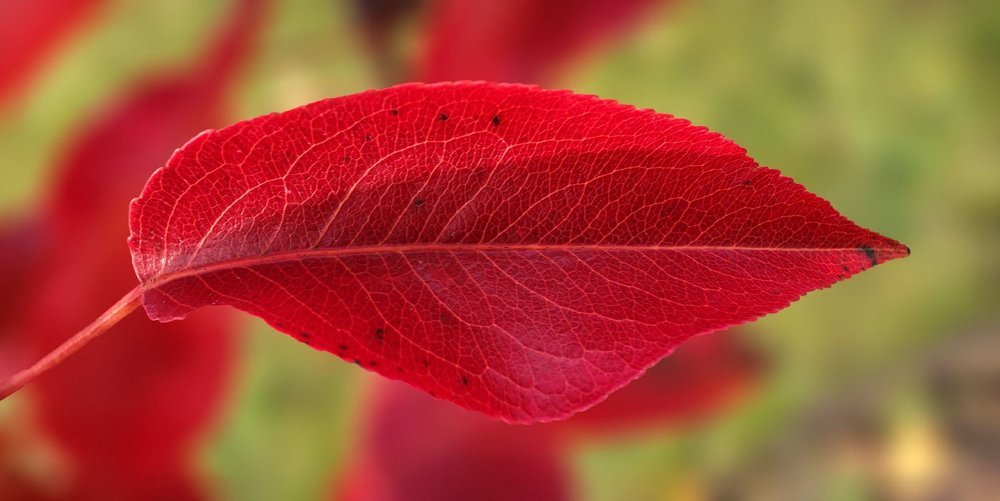 Осенний поцелуй