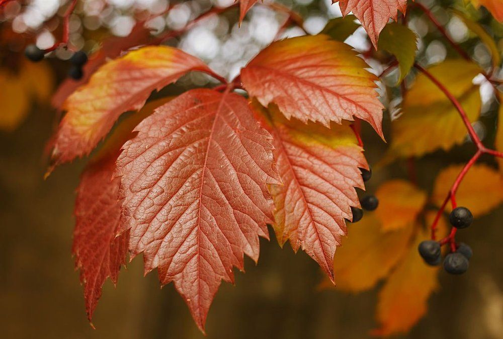 Красный лист дикого винограда