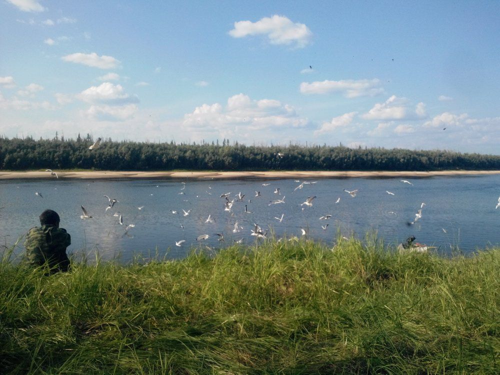 Чайки