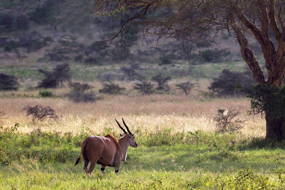 Дикий мир Кении