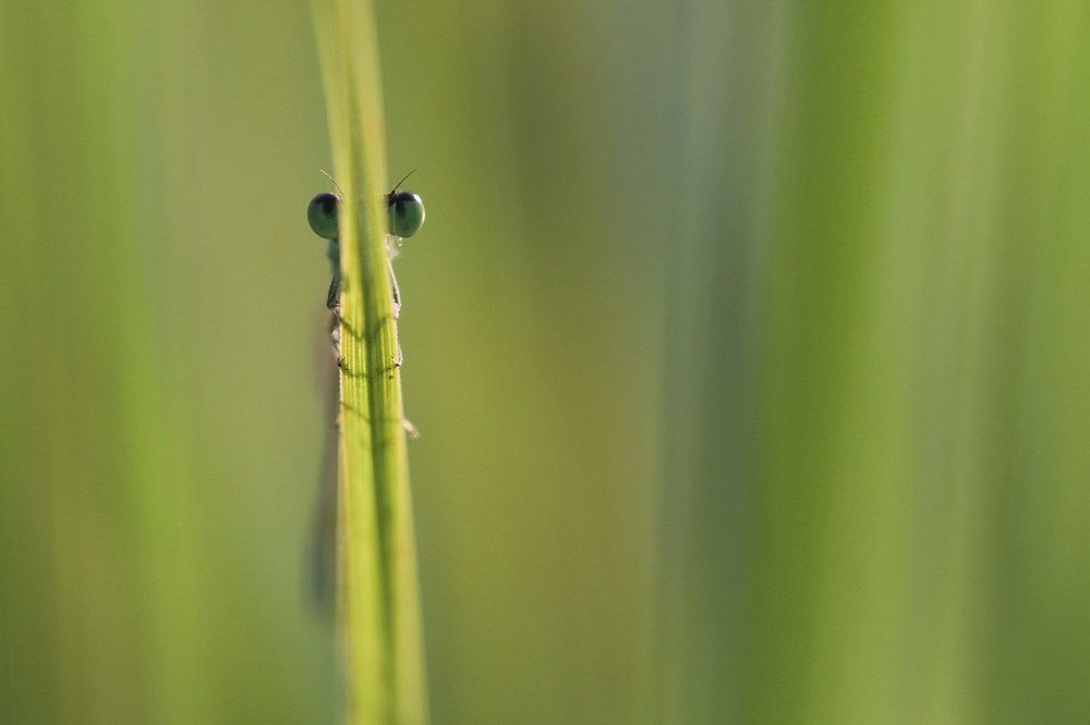 Photograph by Desislava Todorova