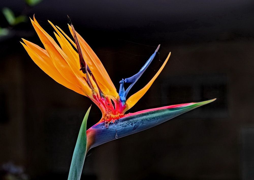 Осенняя слеза...