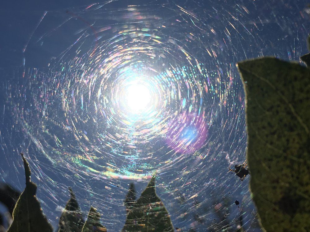 Свет... паутина...