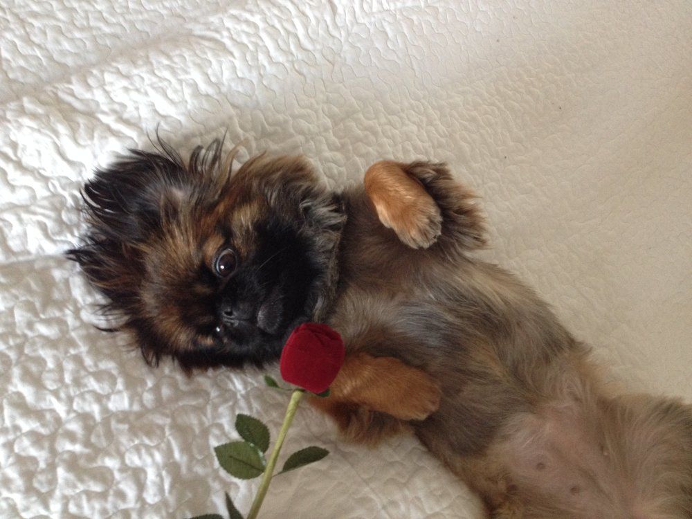 ...И роза падает с куста тебе на грудь, голубка...