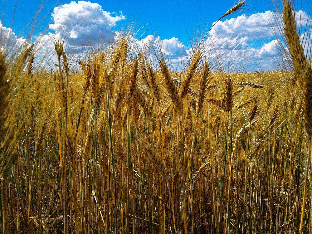 Золото полей