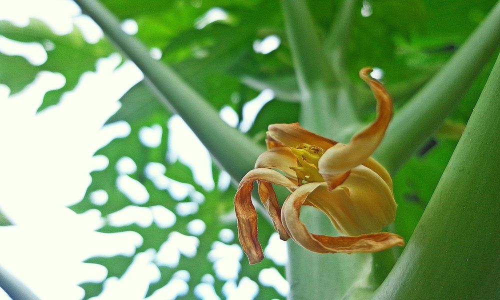 first flower