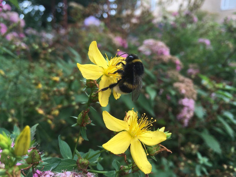 ...Мохнатый шмель...