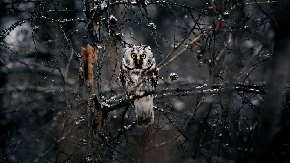 Охранник северных гор