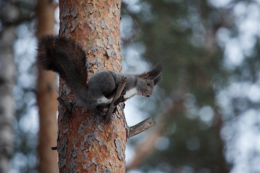 в зимней шёрстке
