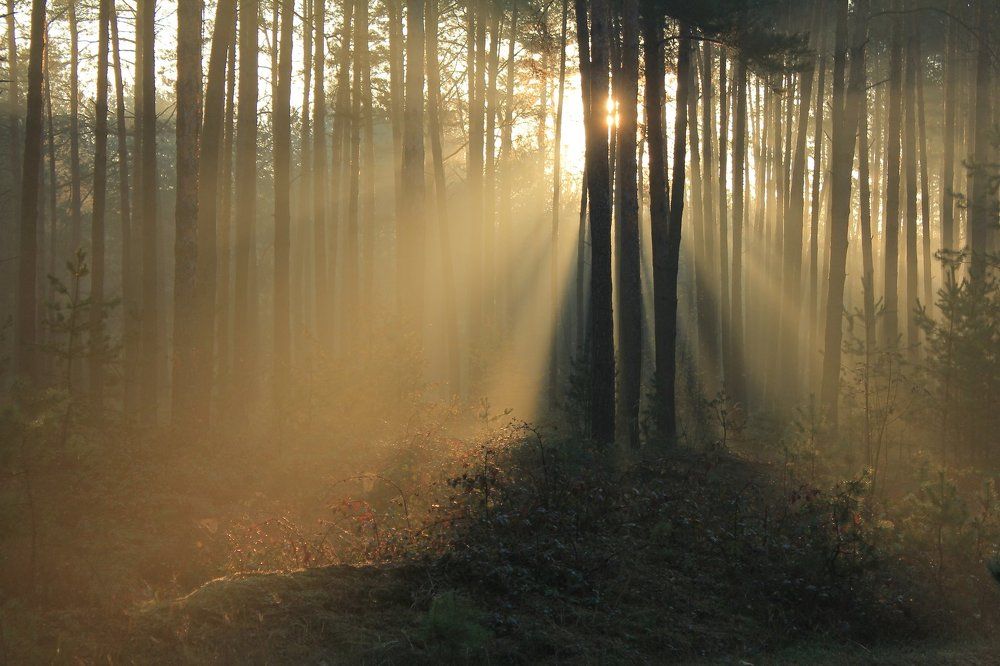 Просветление