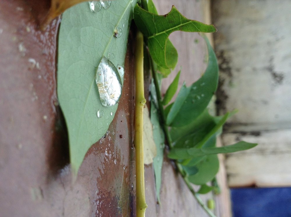 Water drop on green leaf...