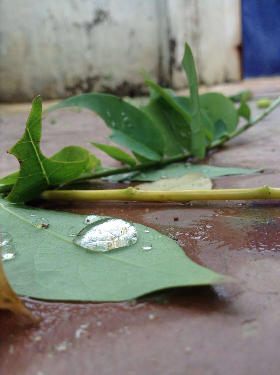 Water drop on green leaf...