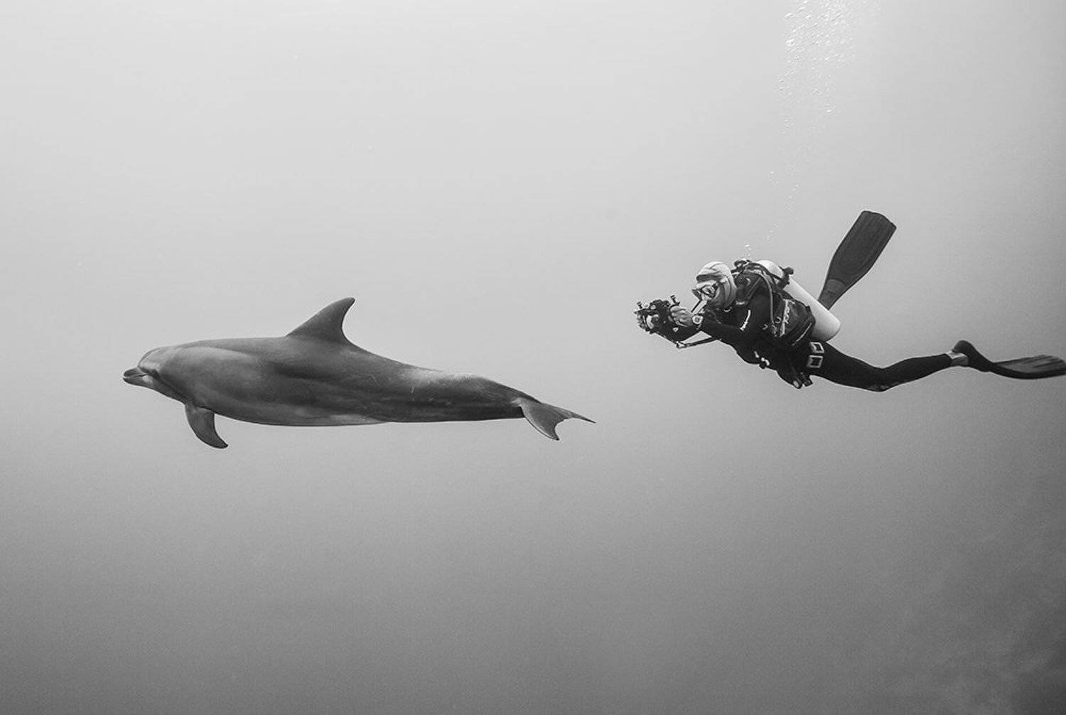 Dolphin and camera