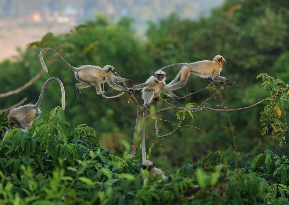 Лангуры. Утро в джунглях